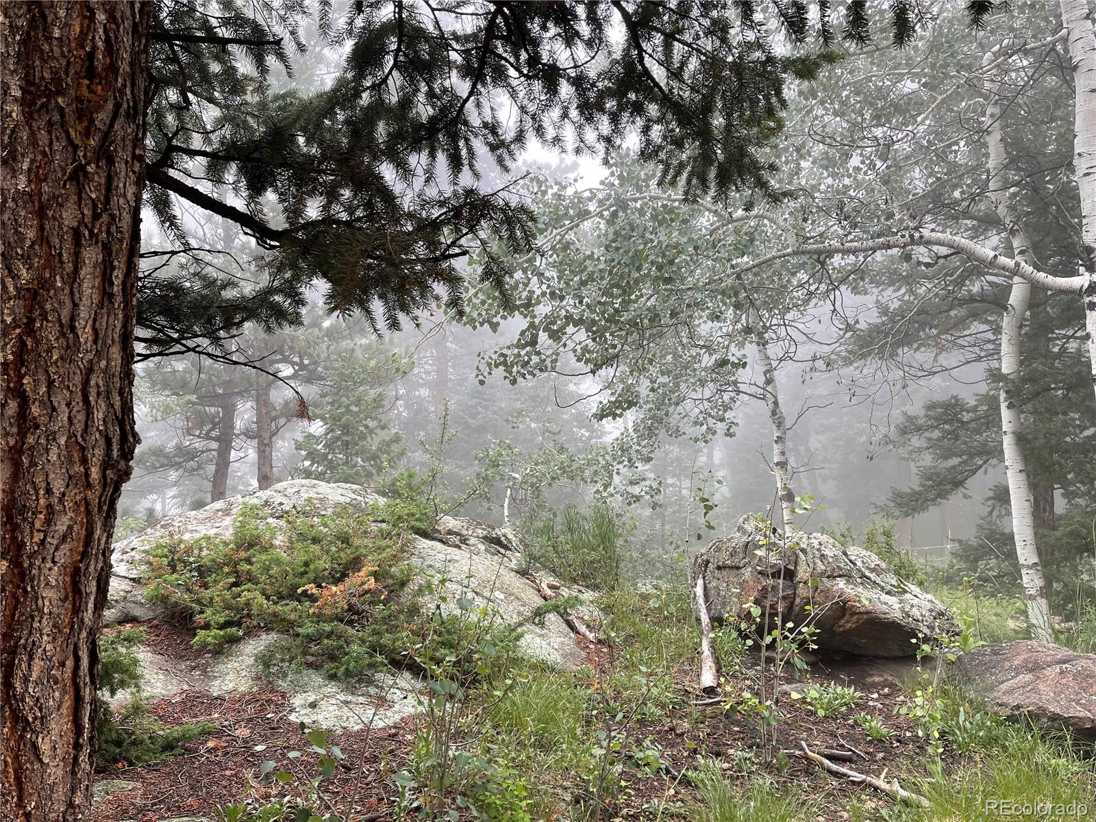 8959 South Hillview Road Morrison, CO 80465 - Photo 41 of 49 a view of a forest that has a tree