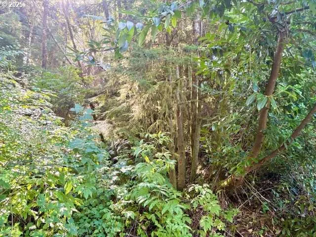 a view of a yard with plants and trees