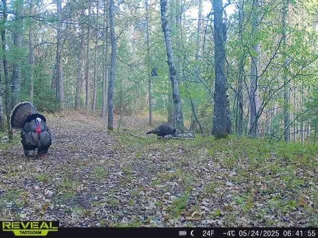 32-ac On Pine Lake Road Rhinelander, WI 54501 - Photo 9 of 27 Gallery Image 9