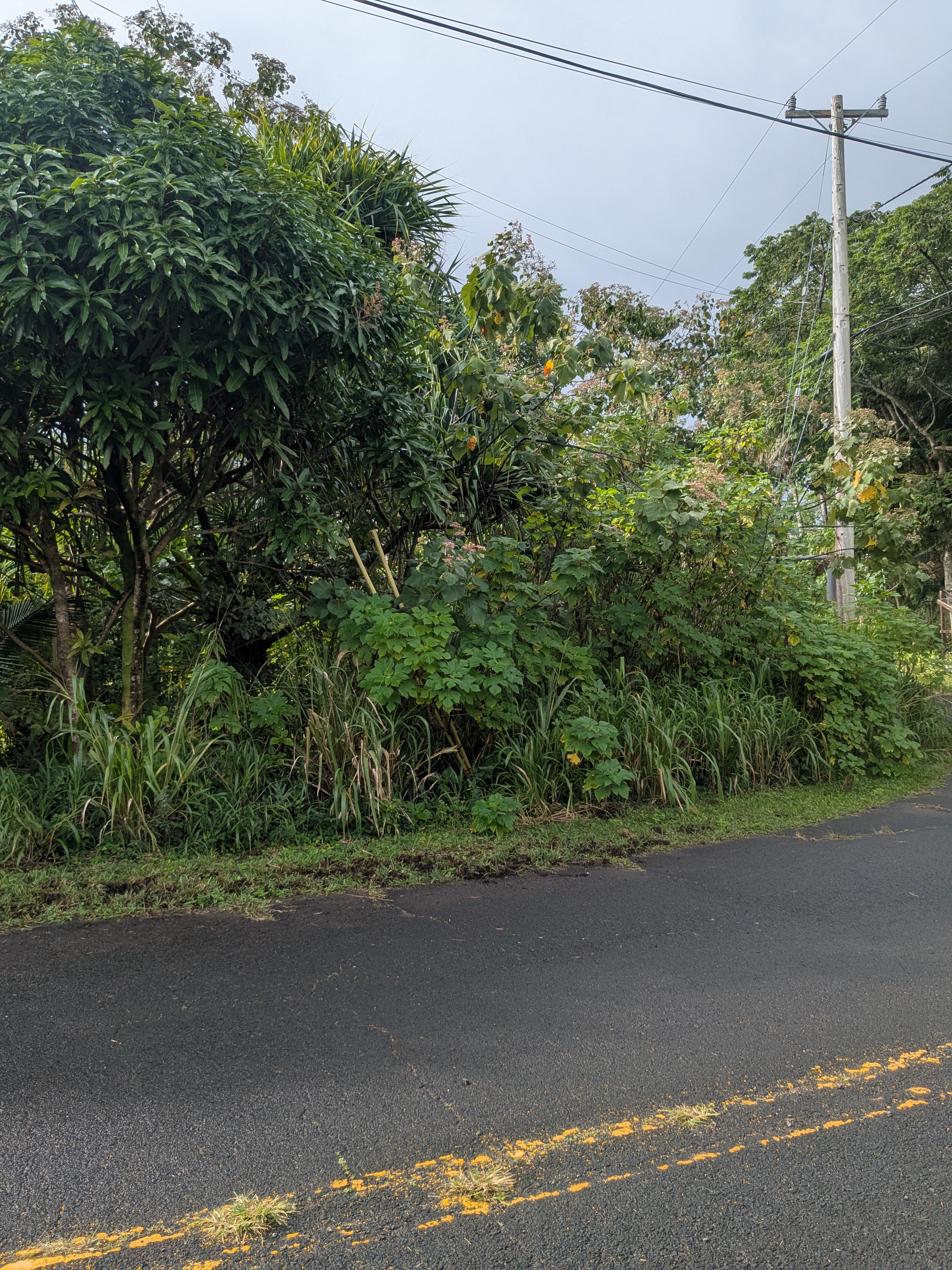 61 Lot Pahoa, HI 96778 - Photo 2 of 8