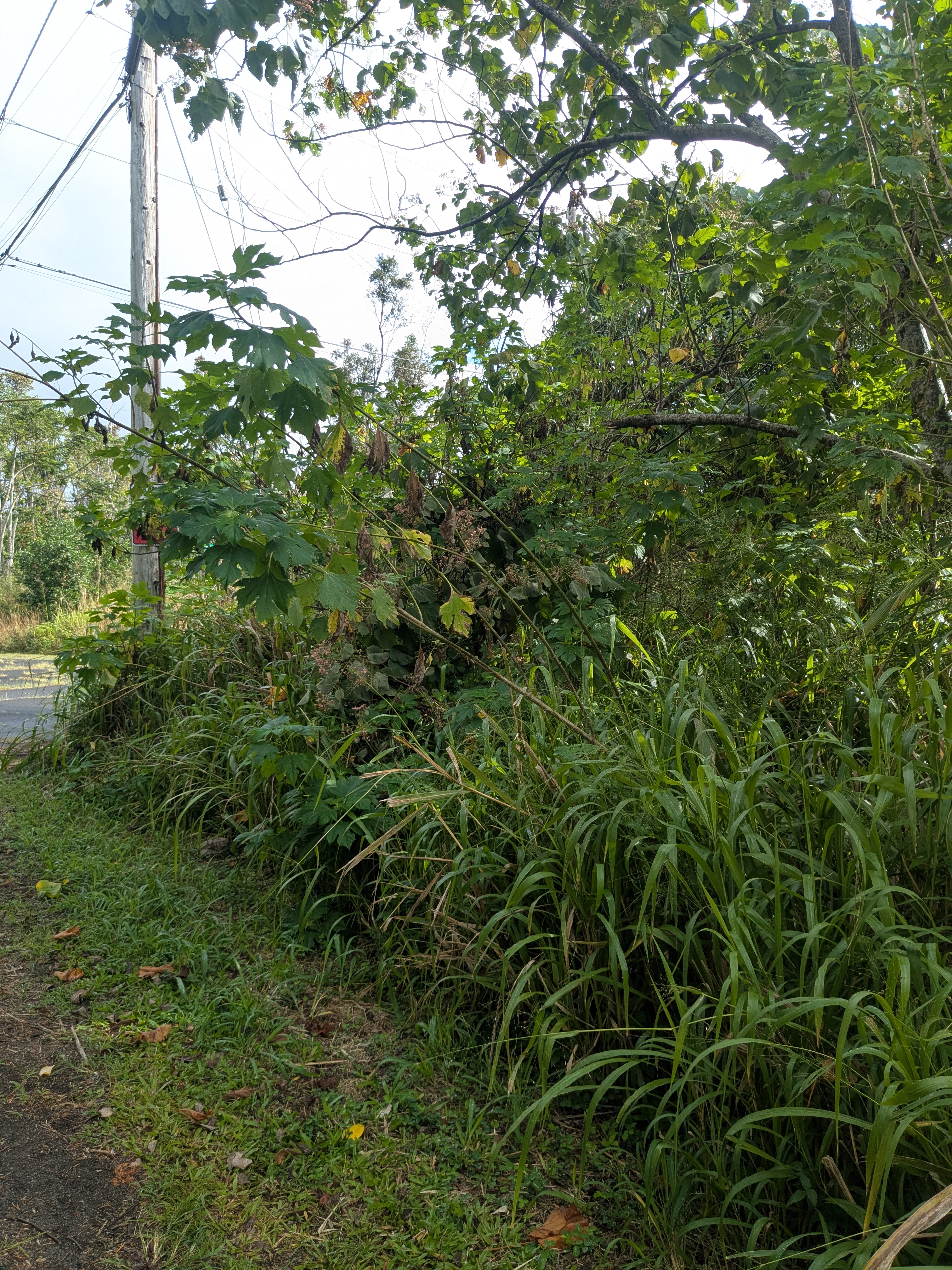 61 Lot Pahoa, HI 96778 - Photo 8 of 8 a view of a tree in a yard