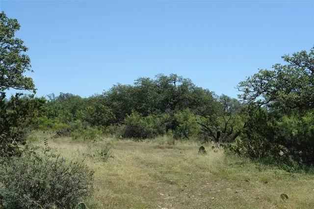 a view of a forest with a tree in the background
