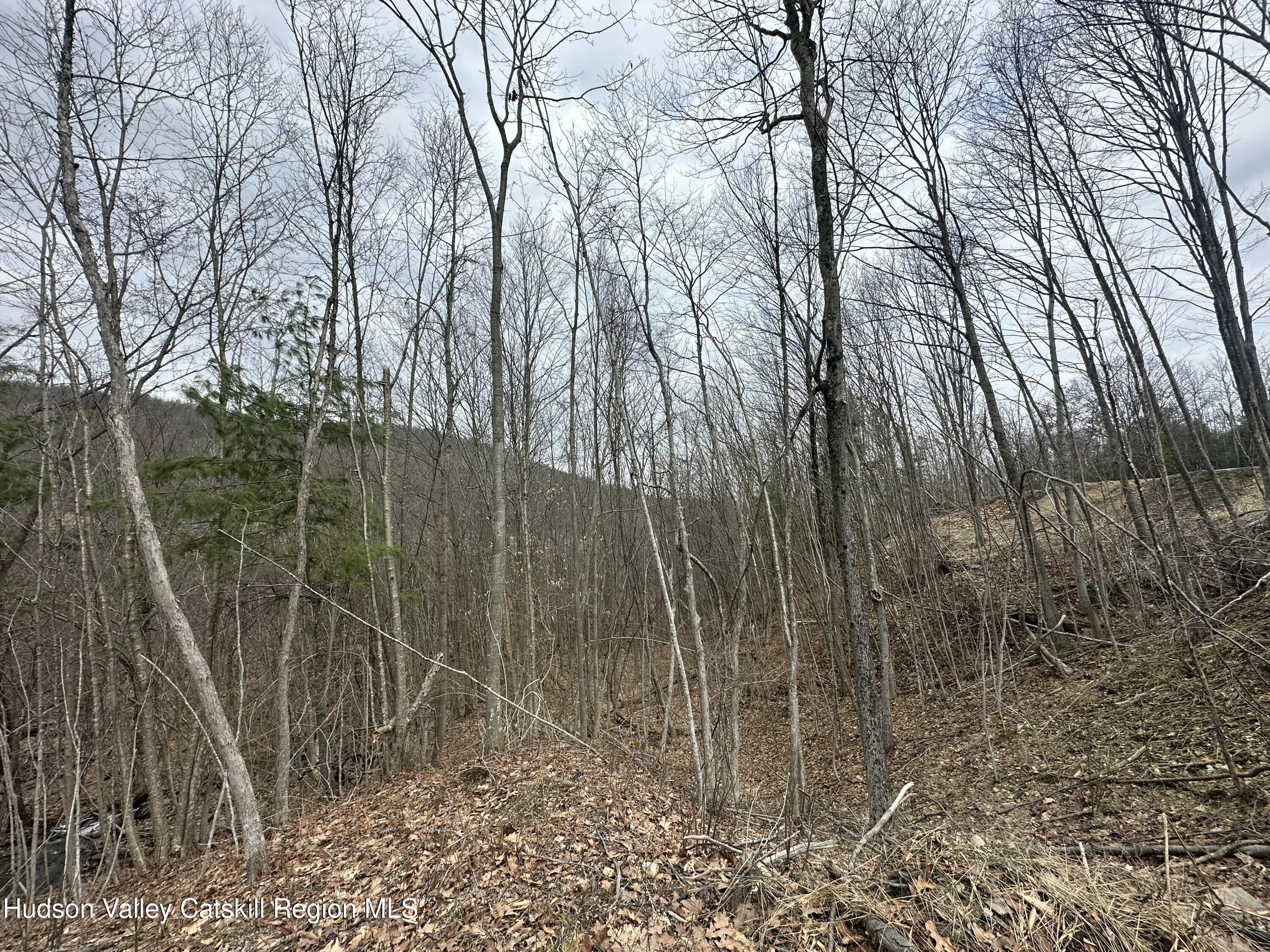 64 Palmer Road Craryville, NY 12521 - Photo 8 of 24 a view of forest