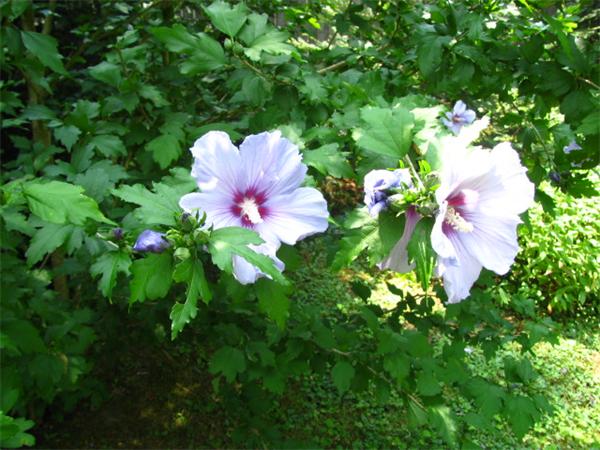 584 Ryan Road Northampton, MA 01062 - Photo 9 of 29 a view of a flower