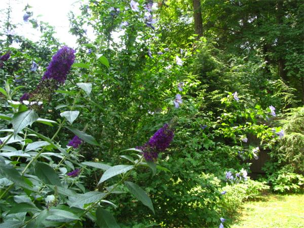 584 Ryan Road Northampton, MA 01062 - Photo 10 of 29 a flower plants in front of a tree