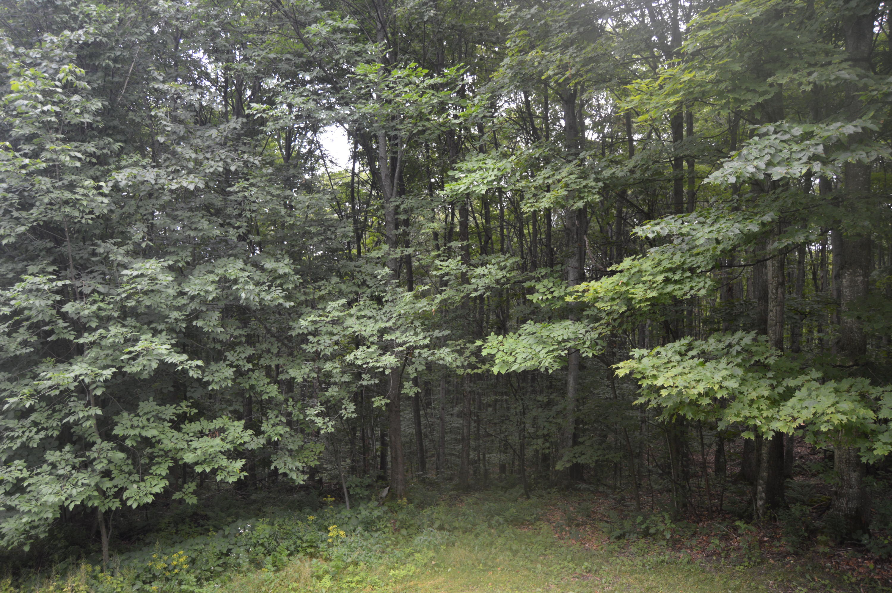 2910 Munger Road Carp Lake, MI 49718 - Photo 24 of 43 Gallery Image 24