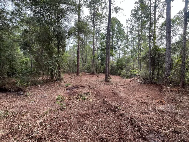 a view of a forest with trees in the background