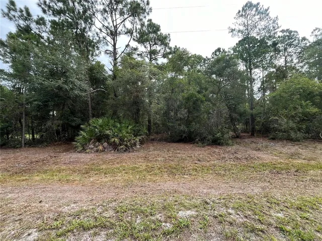 a view of a yard with plants and trees