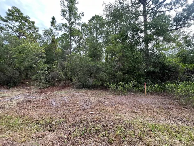 a view of a forest with trees in the background