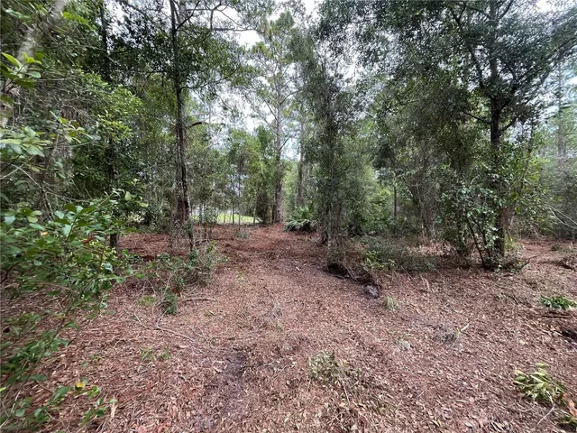 a view of a forest with trees in the background