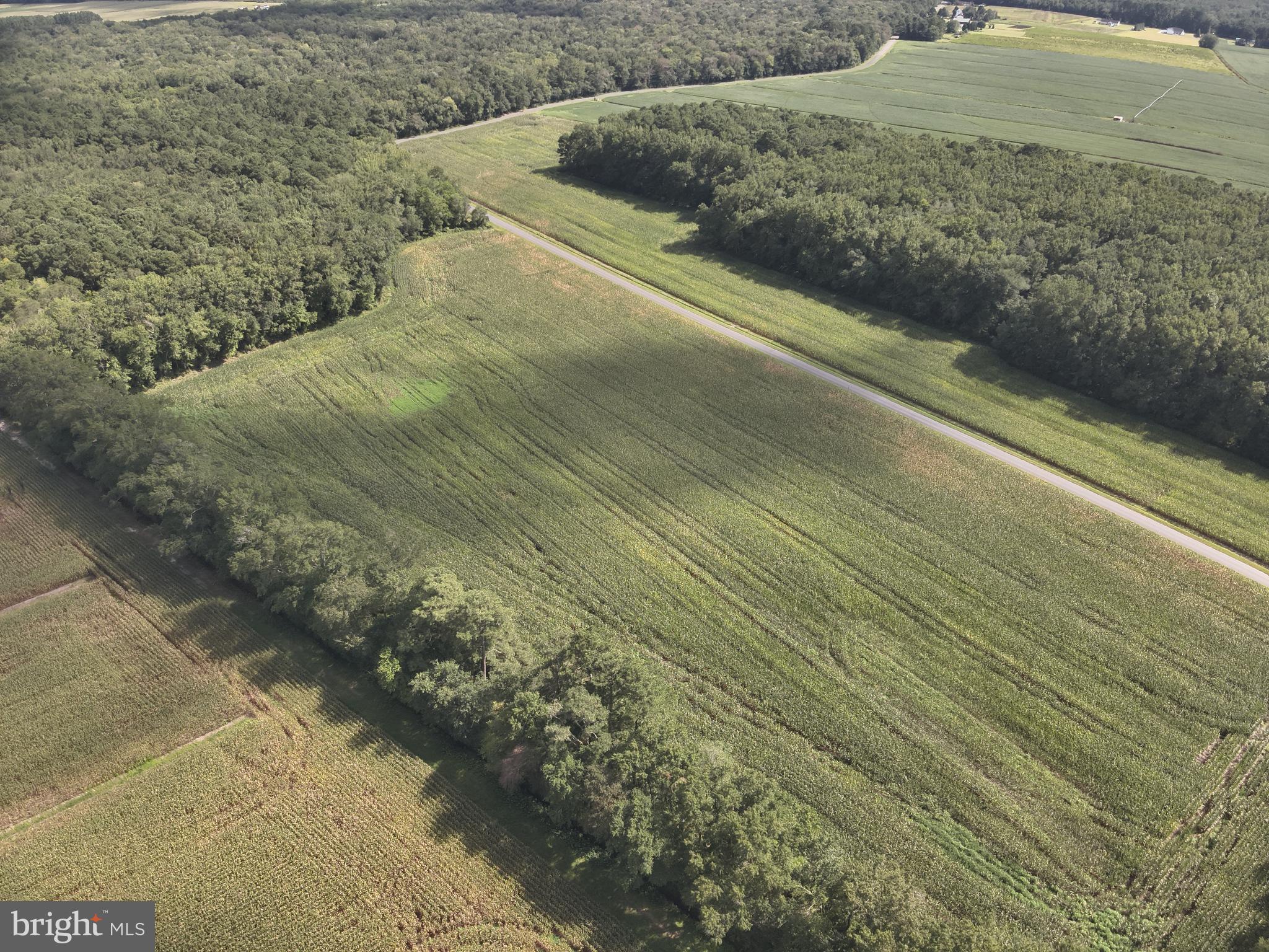 Blueberry Road Whaleyville, MD 21872 - Photo 15 of 46 a view of a yard