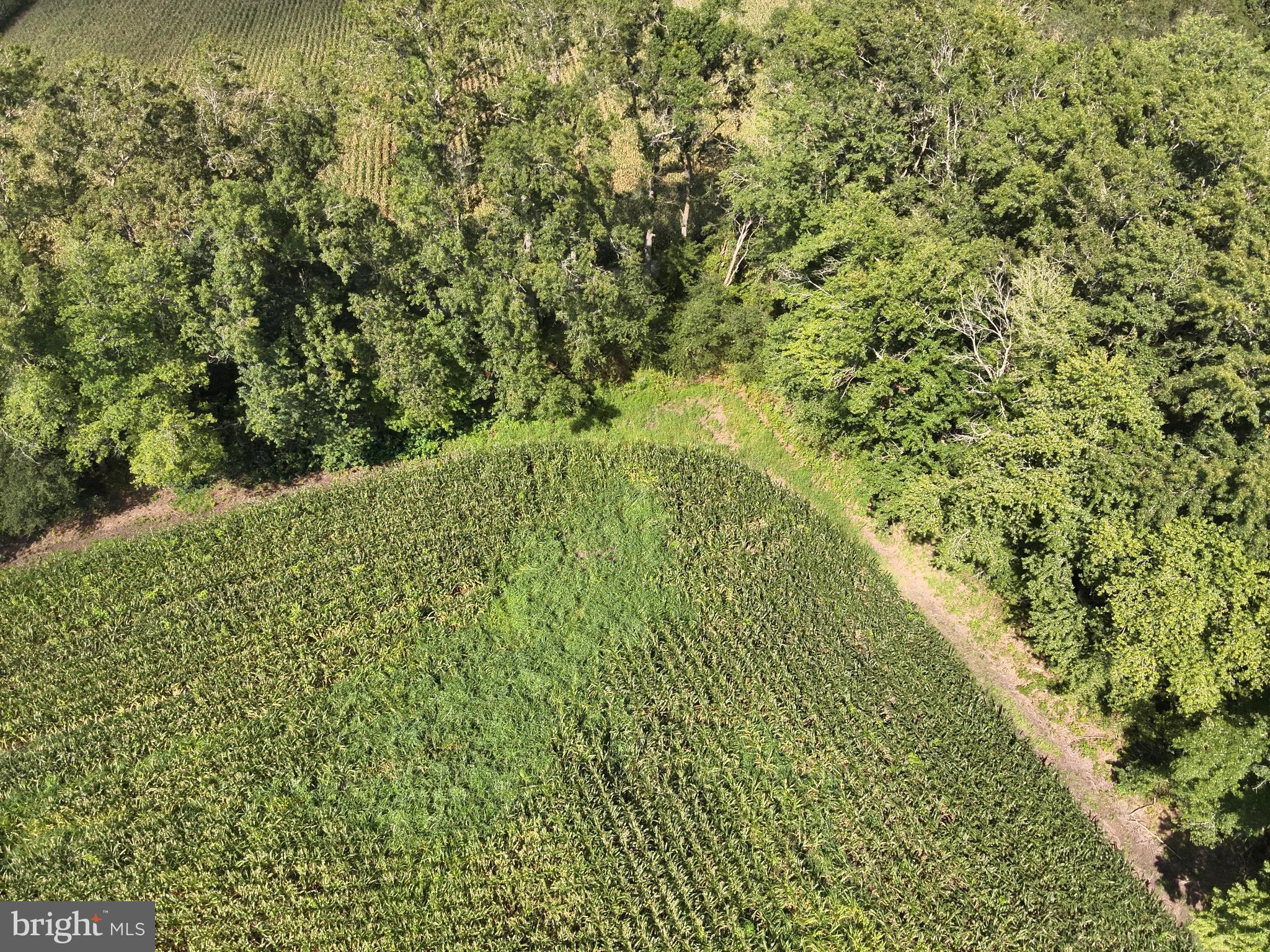 Blueberry Road Whaleyville, MD 21872 - Photo 33 of 46 a view of a green yard