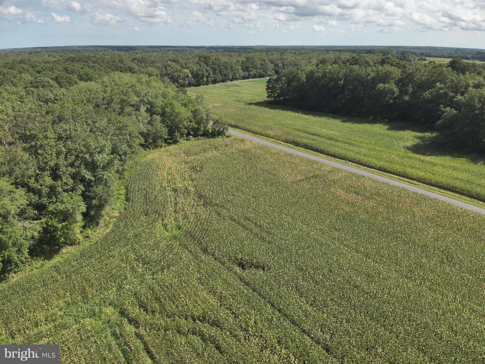 Blueberry Road Whaleyville, MD 21872 - Photo 35 of 46 a view of a field with an trees