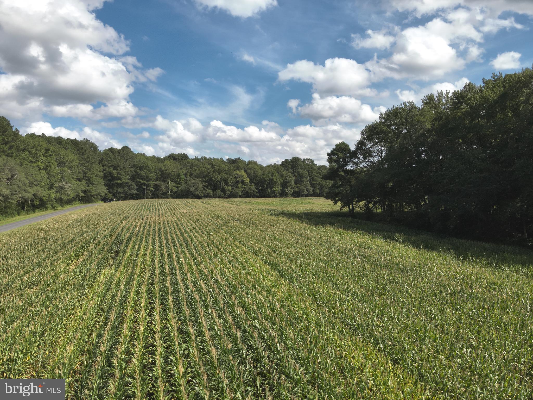 Blueberry Road Whaleyville, MD 21872 - Photo 38 of 46 a view of a yard