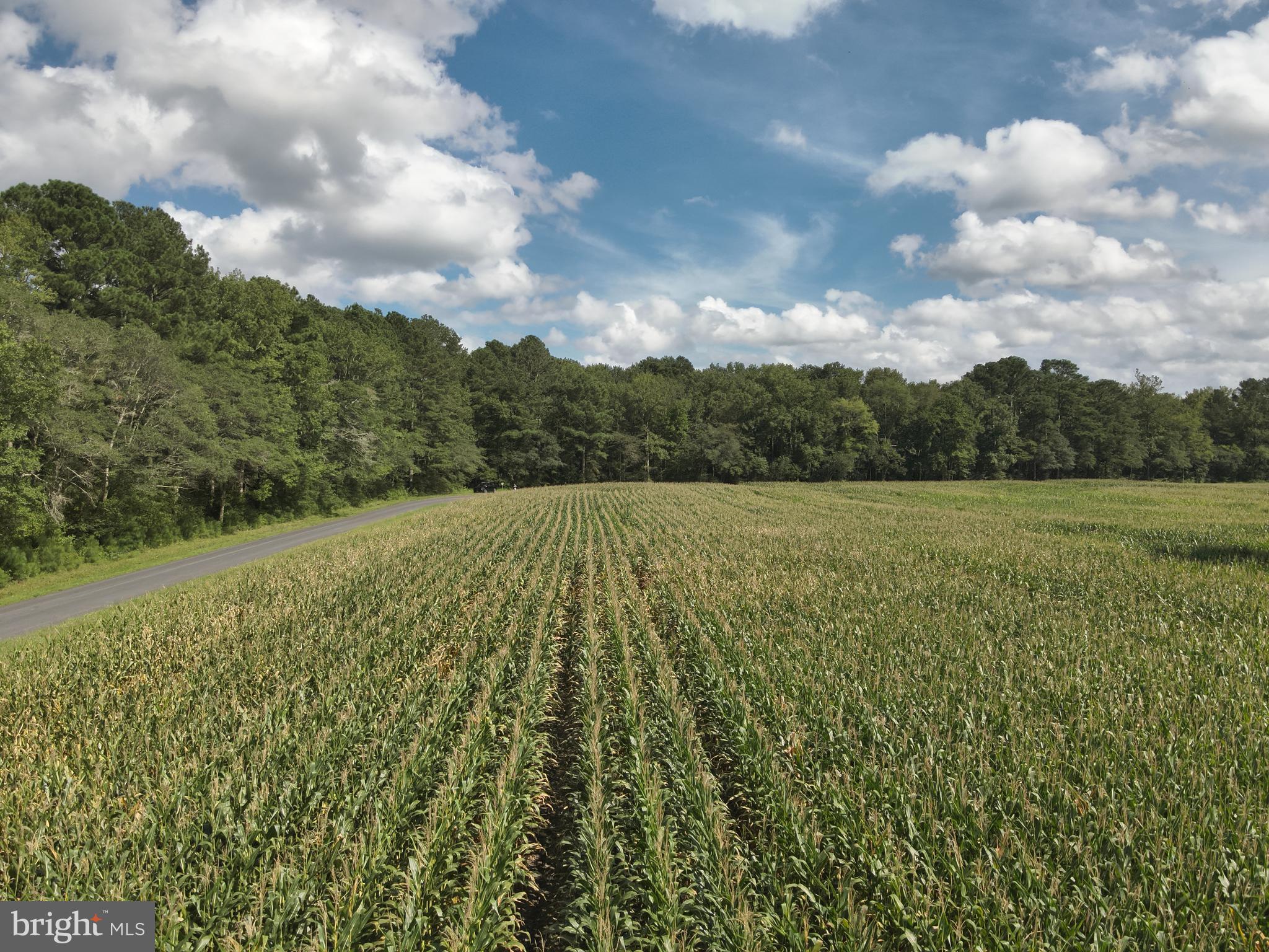 Blueberry Road Whaleyville, MD 21872 - Photo 41 of 46 a view of a big yard with lots of green space