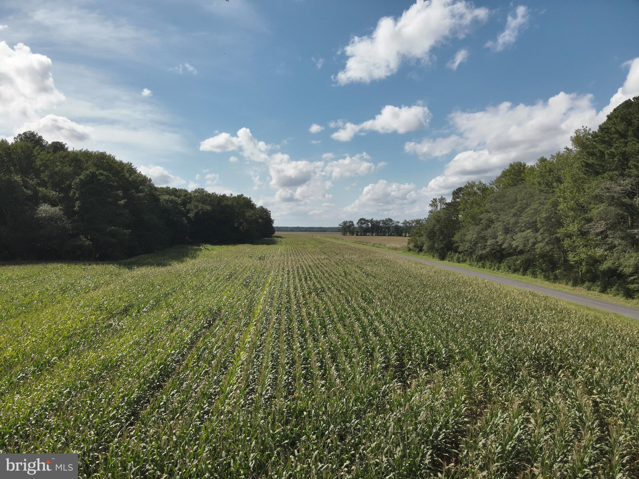 Blueberry Road Whaleyville, MD 21872 - Photo 42 of 46