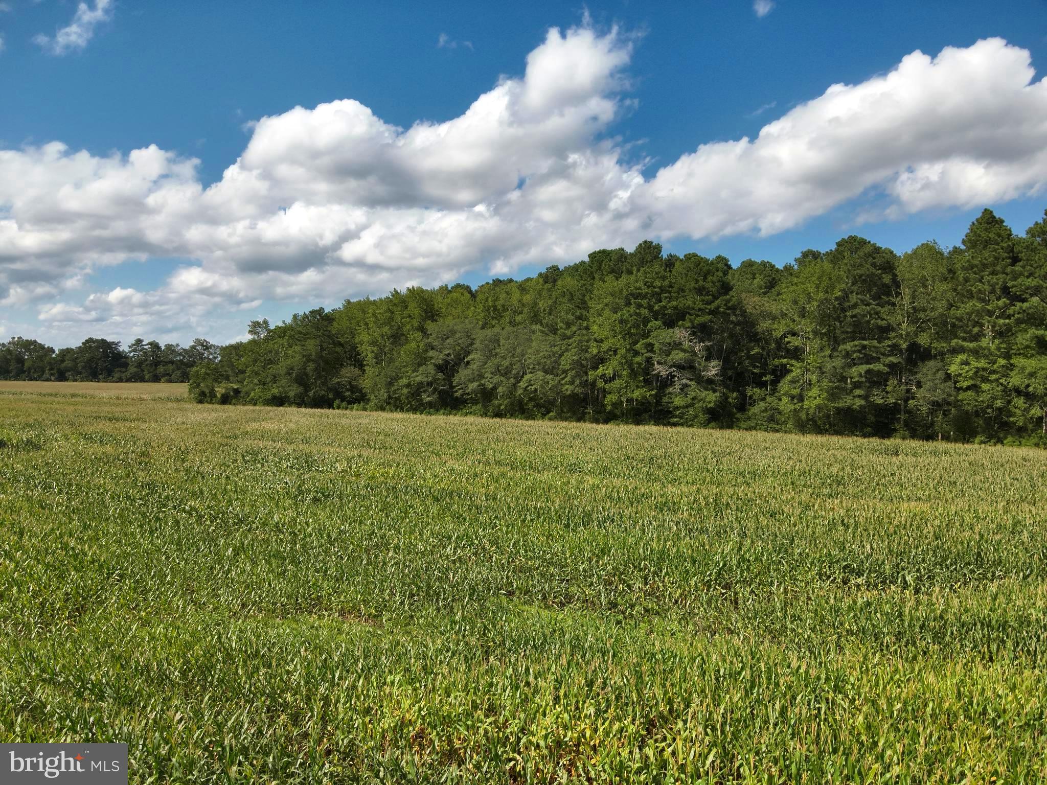 Blueberry Road Whaleyville, MD 21872 - Photo 43 of 46 a view of a green field with wooden fence