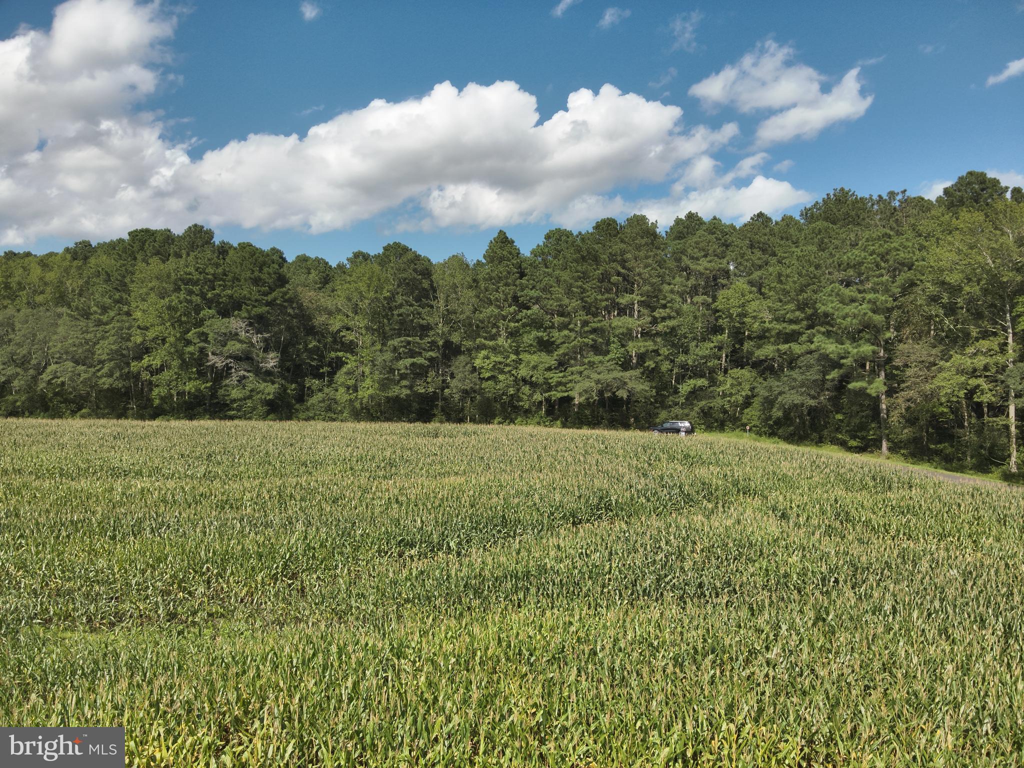 Blueberry Road Whaleyville, MD 21872 - Photo 44 of 46