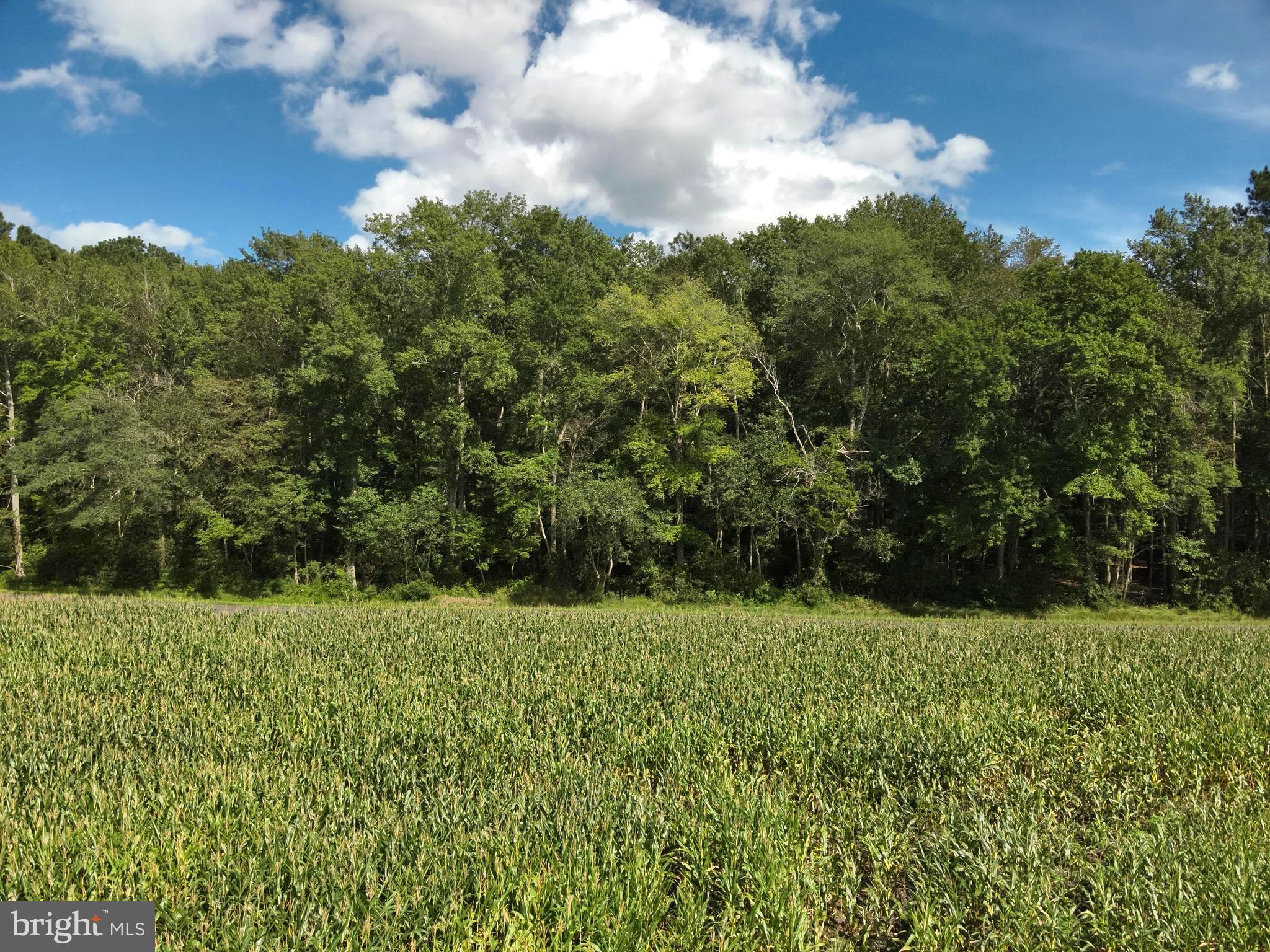 Blueberry Road Whaleyville, MD 21872 - Photo 45 of 46 a view of a green field with lots of bushes