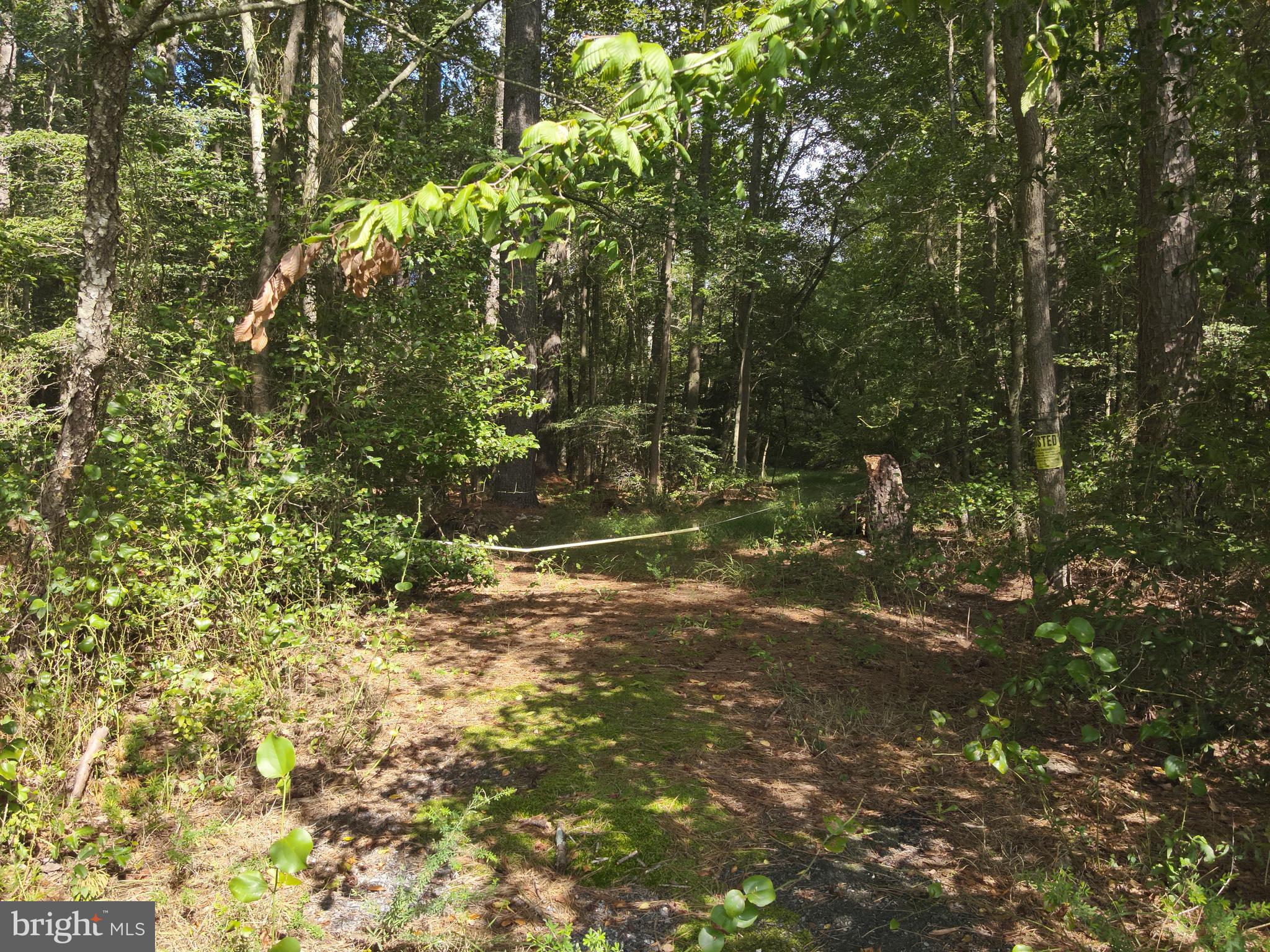 Blueberry Road Whaleyville, MD 21872 - Photo 46 of 46 a view of a yard with plants and tree