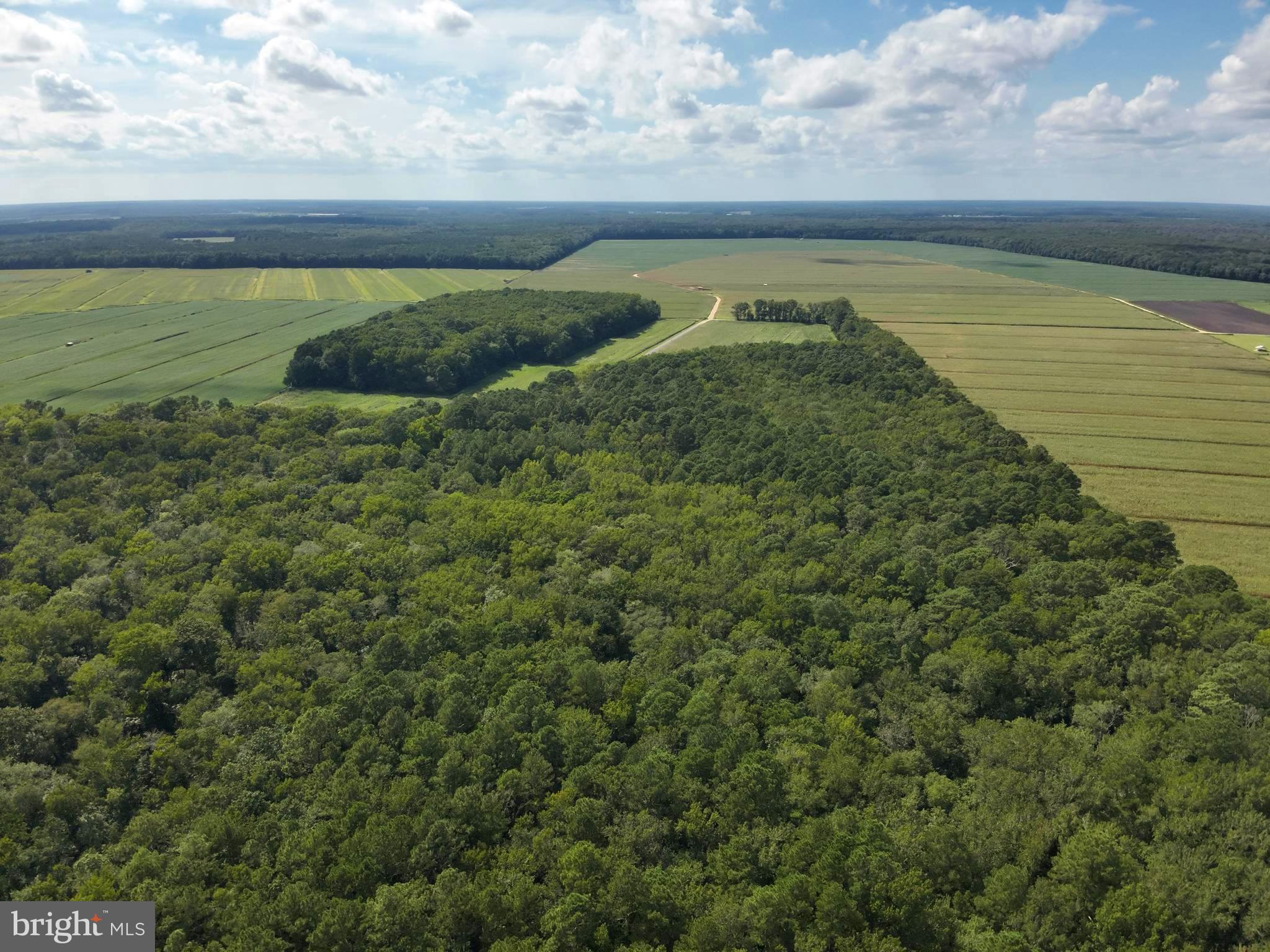 Blueberry Road Whaleyville, MD 21872 - Photo 6 of 46 a view of a lake with a big yard