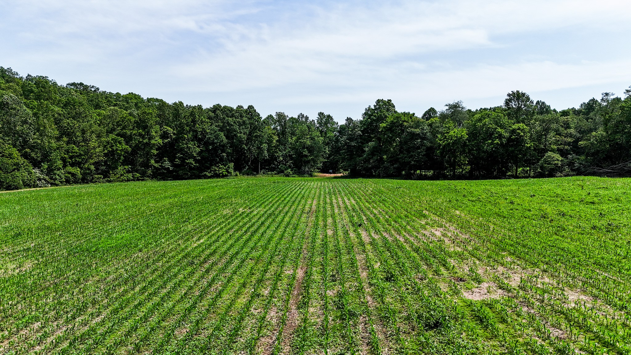 0 Grandaddy Road Lawrenceburg, TN 38464 - Photo 6 of 52 a view of a grassy field with trees in the background