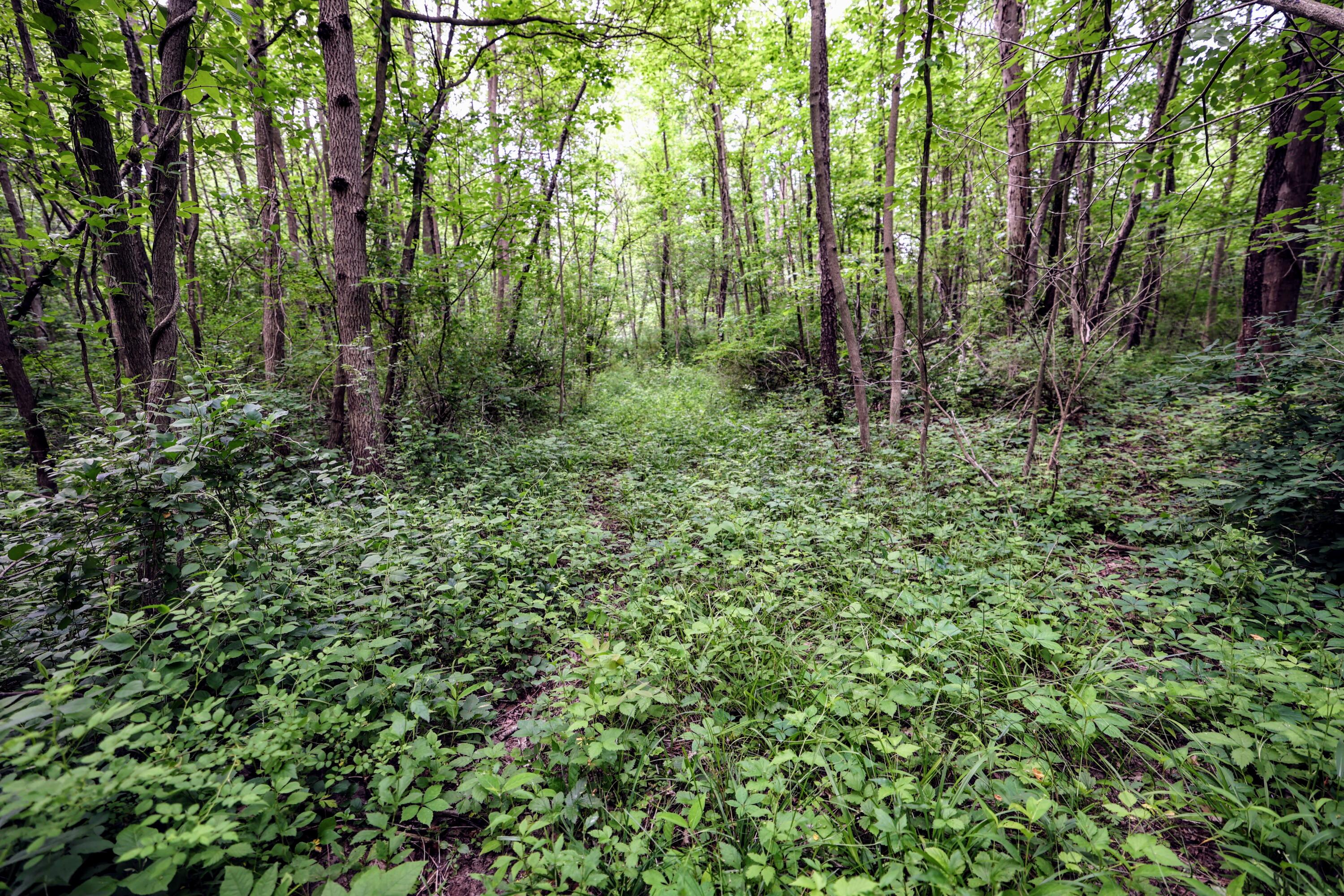 Vl Black River Road Bangor, MI 49013 - Photo 20 of 54 20