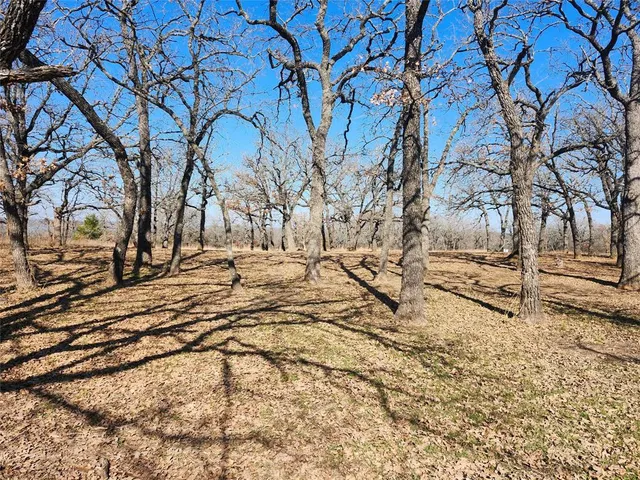 a view of a backyard with large tree