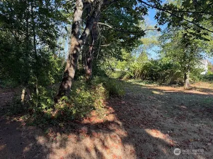 a view of a forest with trees in the background