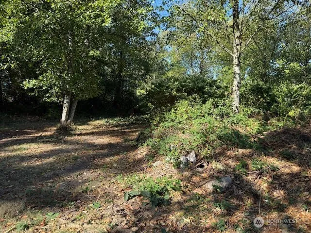 a view of a forest with trees in the background
