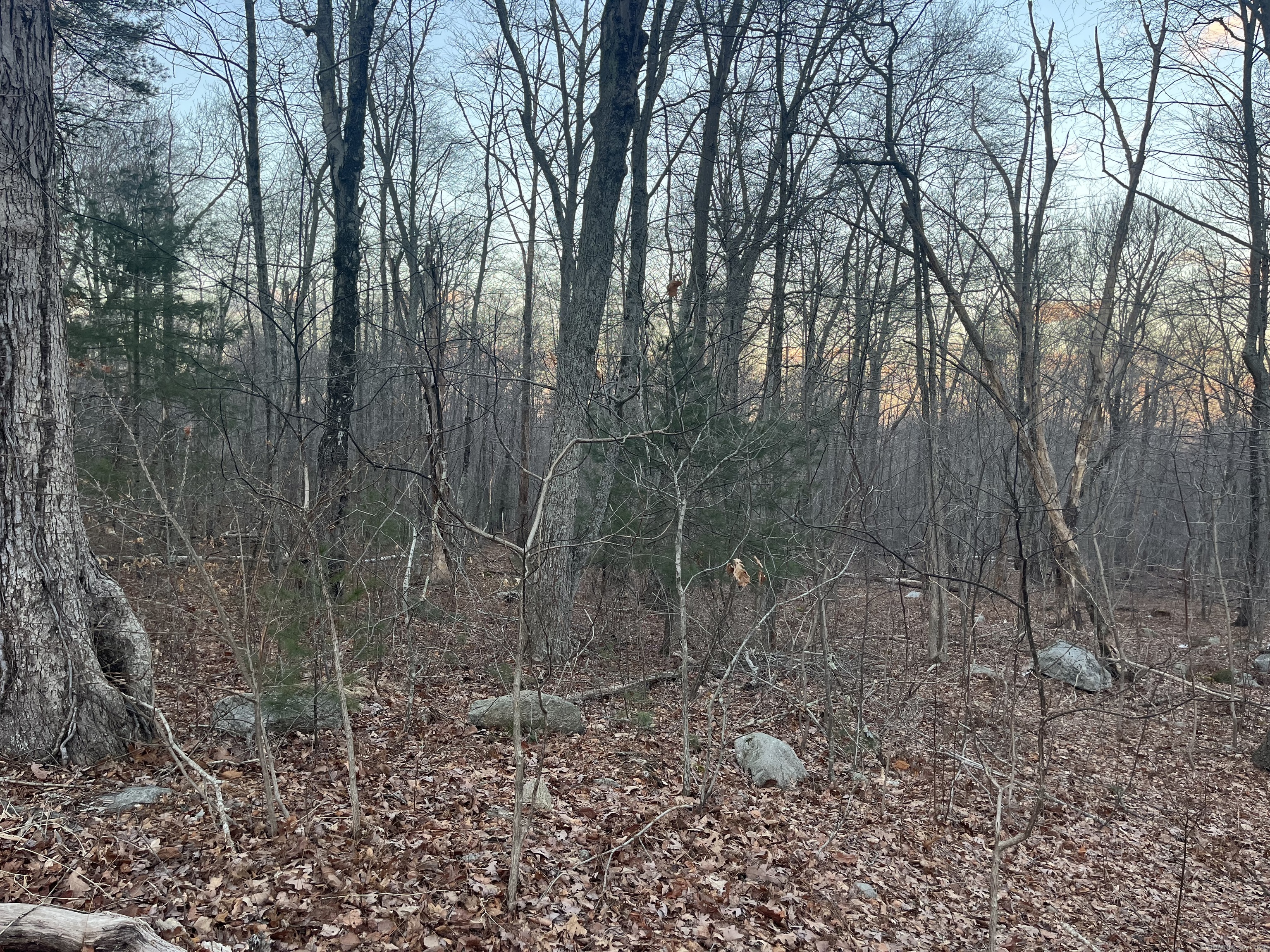 51 Brooklyn Road Canterbury, CT 06331 - Photo 1 of 1 a view of a forest with trees in the background