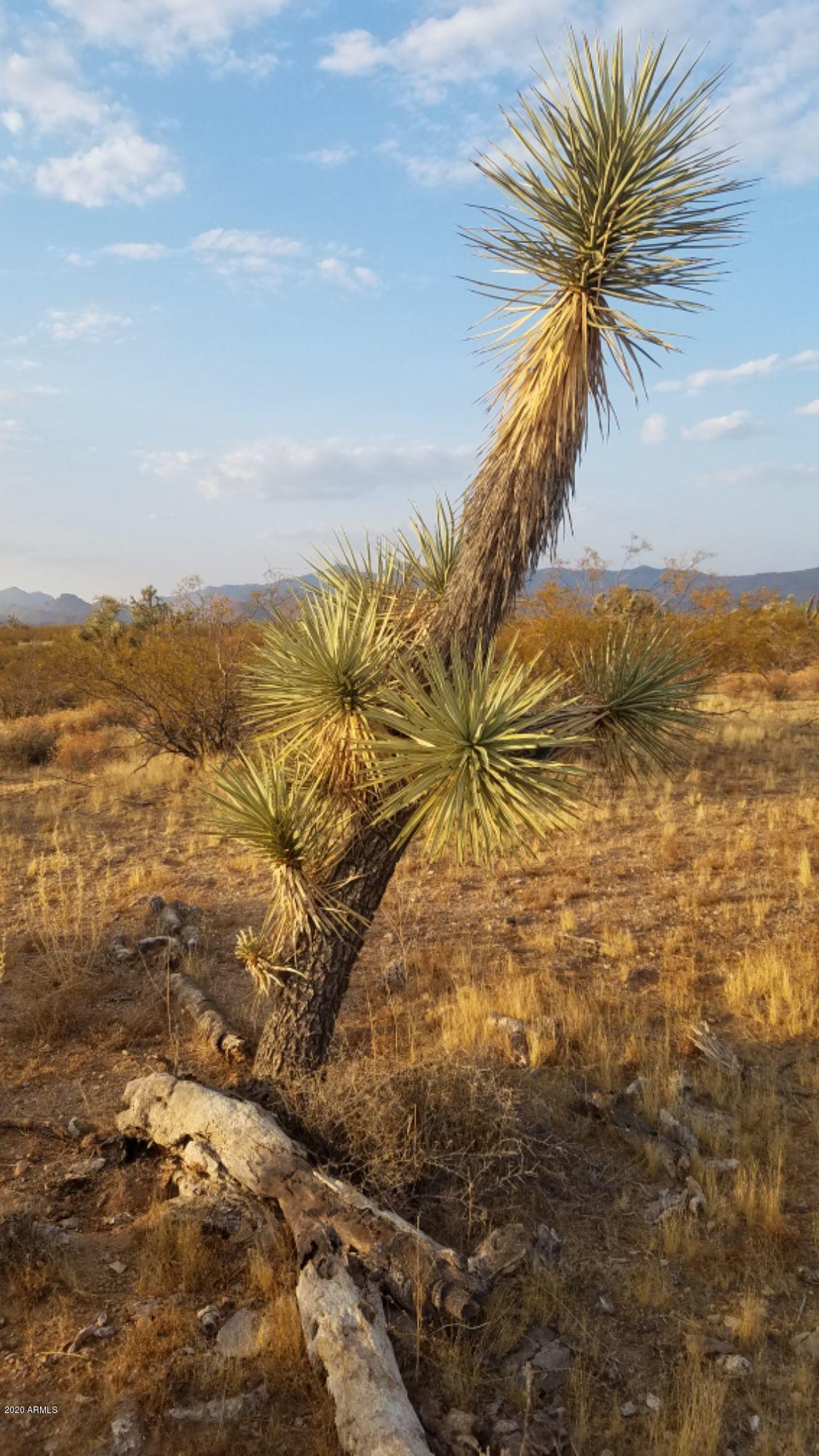 Lot 290 South Rawhide Road, Unit 290 Yucca, AZ 86438 - Photo 14 of 48 IMG_20200918_26331