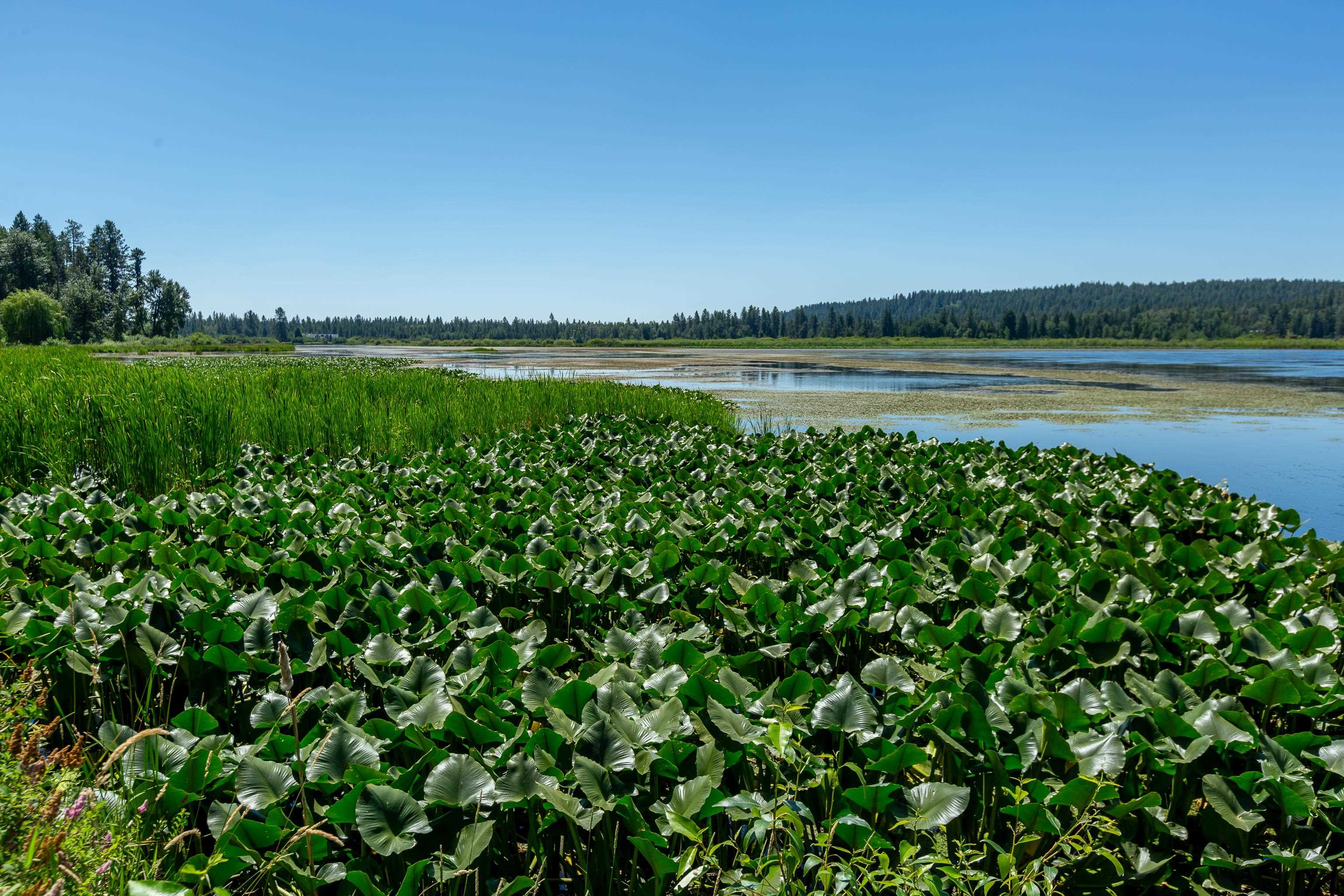41125 North Lake Shore Road Elk, WA 99009 - Photo 39 of 43