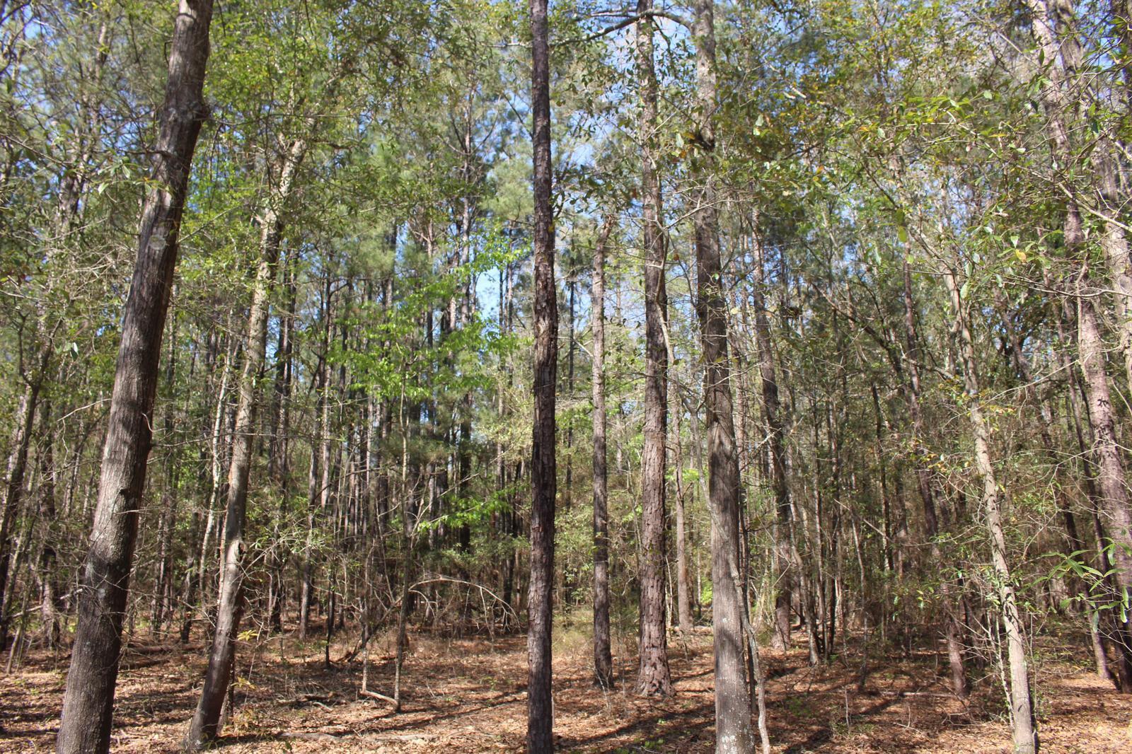 Lot 33 Pineneedle Road Hephzibah, GA 30815 - Photo 1 of 4 Pic 4