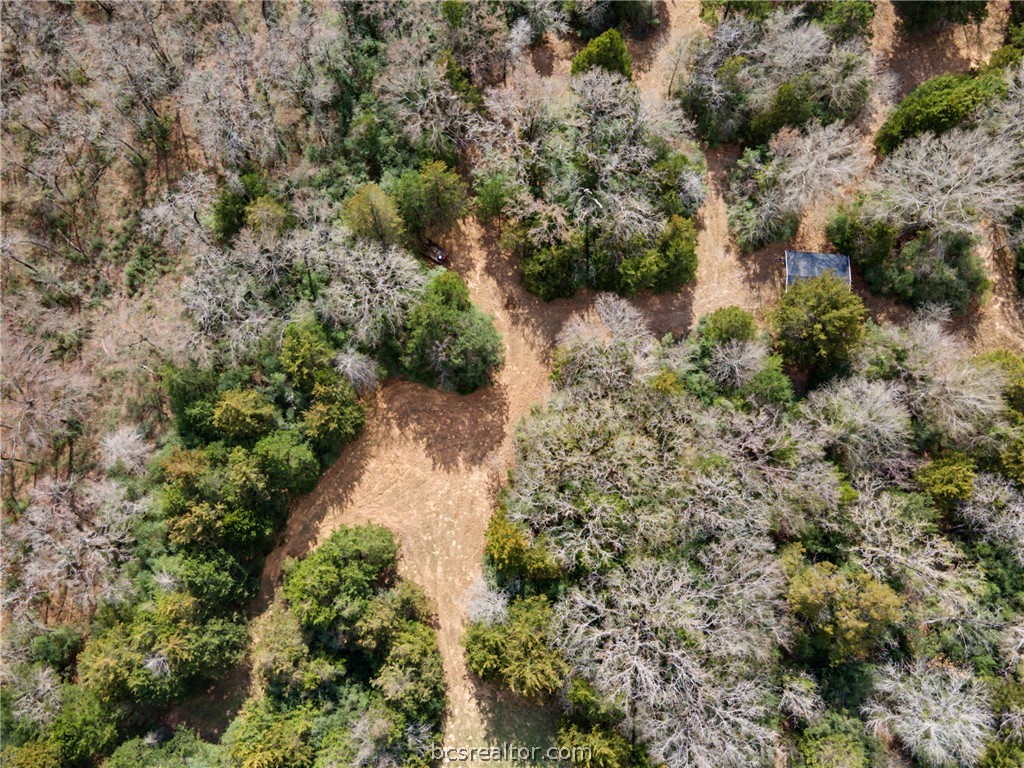 Tbd Sawmill Road Franklin, TX 77856 - Photo 9 of 15 a view of a forest with a tree