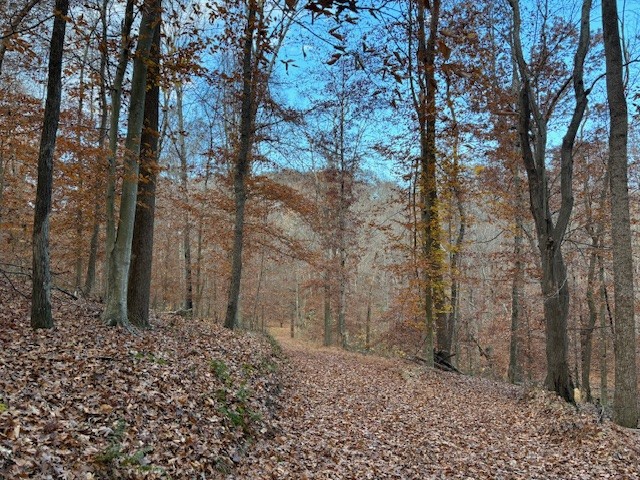 0 Hawkins Road White Bluff, TN 37187 - Photo 11 of 17 a backyard of a house with lots of green space