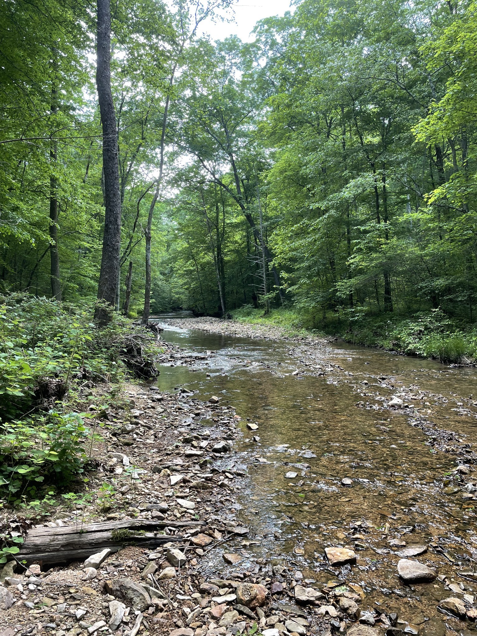 0 Hawkins Road White Bluff, TN 37187 - Photo 3 of 17 a big yard with lots of green space and deers