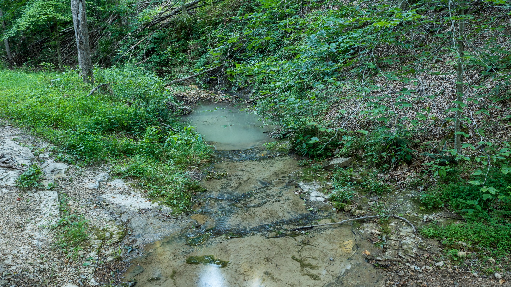 0 Hawkins Road White Bluff, TN 37187 - Photo 5 of 17 a view of a forest with a tree