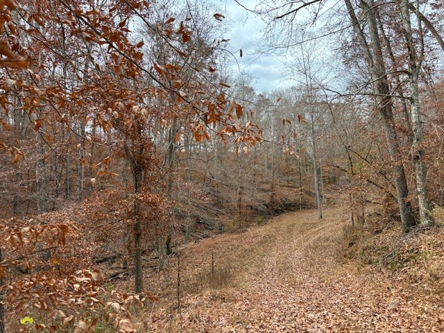 0 Hawkins Road White Bluff, TN 37187 - Photo 6 of 17 a view of a dry yard with trees