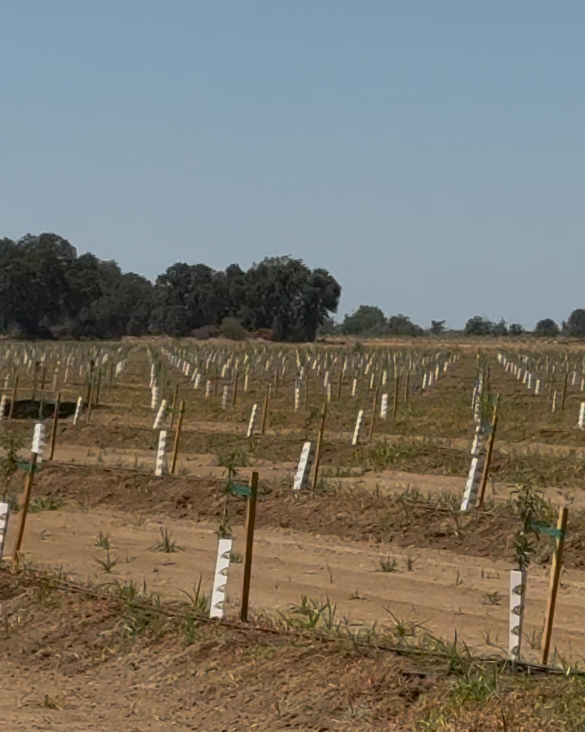 14255 East Prouty Road Galt, CA 95632 - Photo 13 of 15