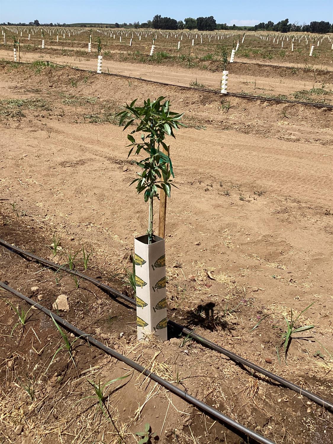 14255 East Prouty Road Galt, CA 95632 - Photo 9 of 15