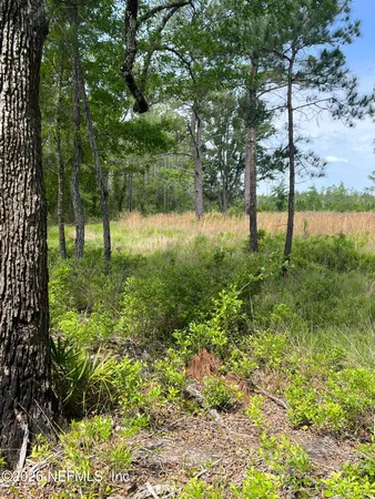 a view of backyard with tree