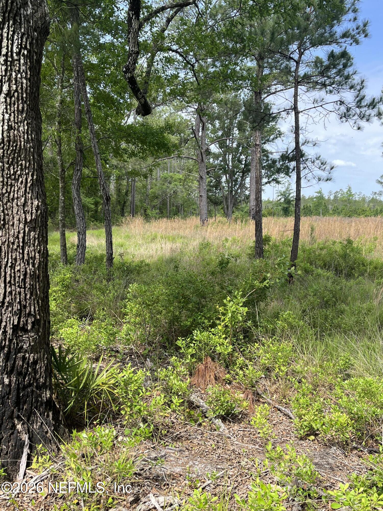 5950 Sweet Moody Road Green Cove Springs, FL 32043 - Photo 9 of 15 a view of backyard with tree