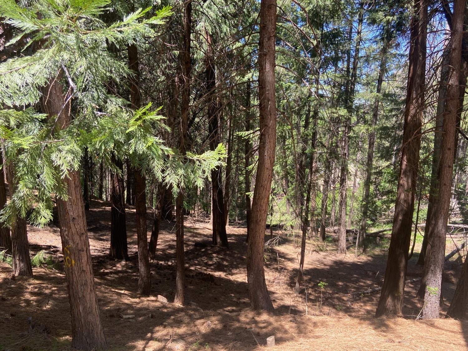 0 Quick Silver Road Pollock Pines, CA 95726 - Photo 1 of 1 Gallery Image 1