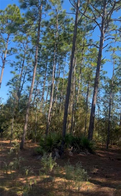 a view of a yard with plants and trees