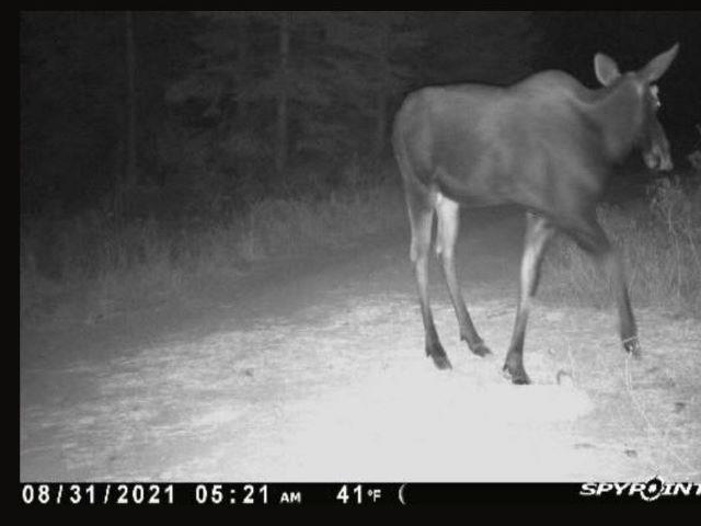 Tbd Baker Lake Road Newport, WA 99156 - Photo 16 of 22 Gallery Image 16
