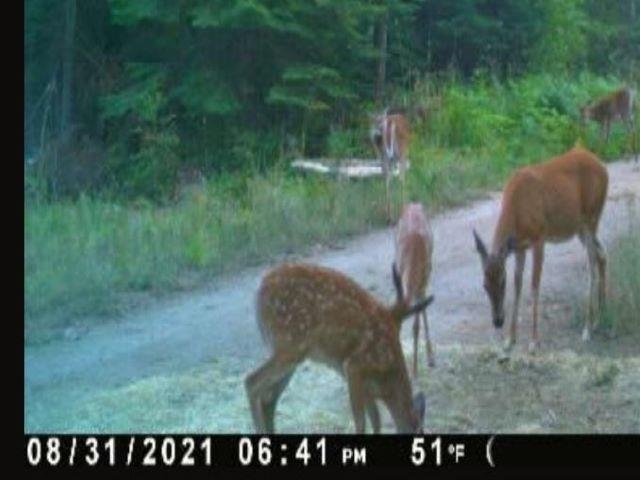 Tbd Baker Lake Road Newport, WA 99156 - Photo 17 of 22 Gallery Image 17