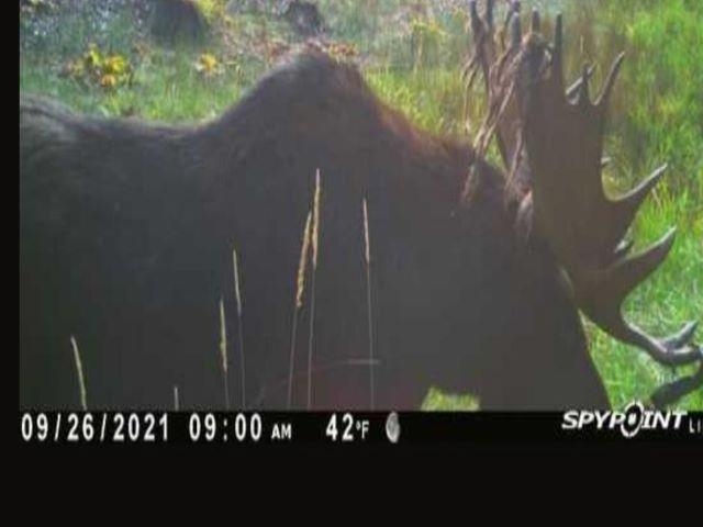 Tbd Baker Lake Road Newport, WA 99156 - Photo 18 of 22 Gallery Image 18