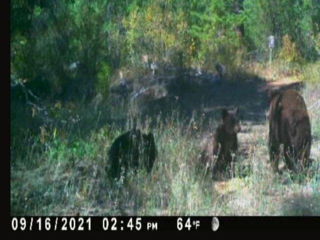 Tbd Baker Lake Road Newport, WA 99156 - Photo 19 of 22 Gallery Image 19