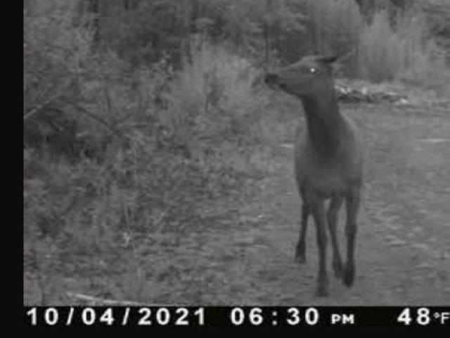 Tbd Baker Lake Road Newport, WA 99156 - Photo 20 of 22 Gallery Image 20